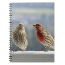 Twee vinken vliegen.