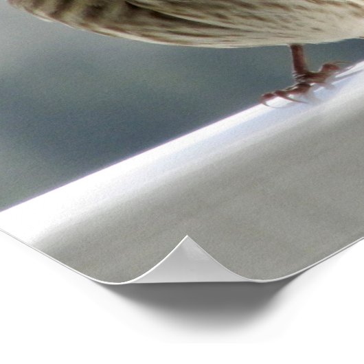 Twee vinken vliegen. poster (Hoek)