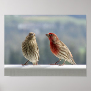 Twee vinken vliegen. poster