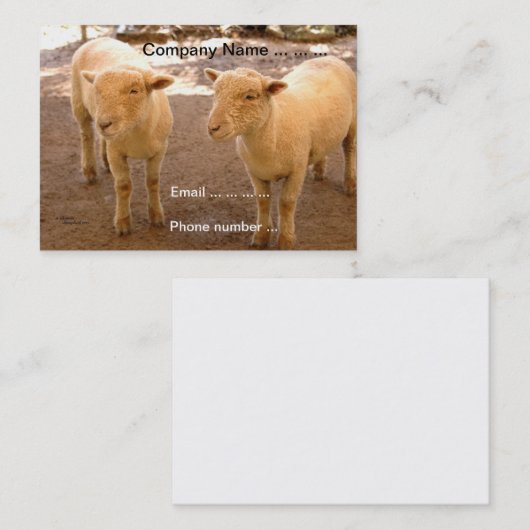 Twee Visitekaartjes schapen (Voorkant / Achterkant)