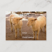 Twee Visitekaartjes schapen (Voorkant)