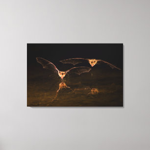 Twee vleermuizen vliegen over water, Arizona Canvas Afdruk