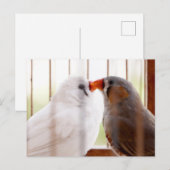 Twee vleesetende vogels in kooi briefkaart (Voorkant / Achterkant)