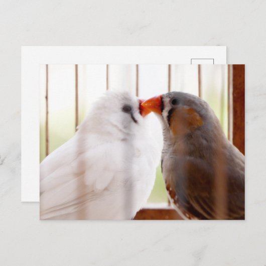 Twee vleesetende vogels in kooi briefkaart (Voorkant / Achterkant)