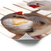 Twee vleesetende vogels in kooi poster (Hoek)