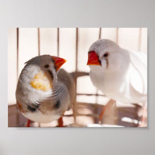 Twee vleesetende vogels in kooi poster (Voorkant)
