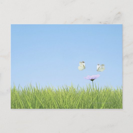 Twee vlinders over de bloem briefkaart (Voorkant)