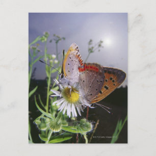 Twee vlinders paren op een bloem, close-up briefkaart