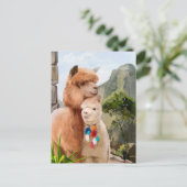 Twee vloeiende alpiaca's op de achtergrond van het briefkaart (Staand voorkant)