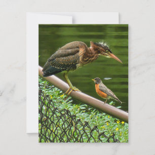 Twee vogels briefkaart