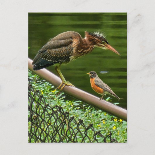 Twee vogels feestdagenkaart (Voorkant)