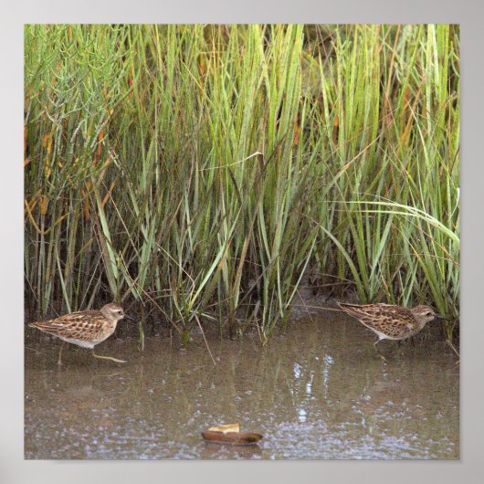 Twee Vogels Foto Poster (Voorkant)