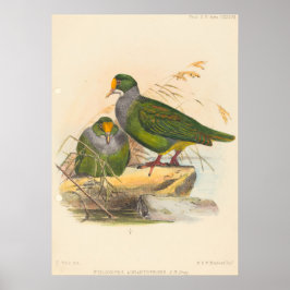 Twee vogels (Ptilonopus Auranthfrons) door Joseph  Poster