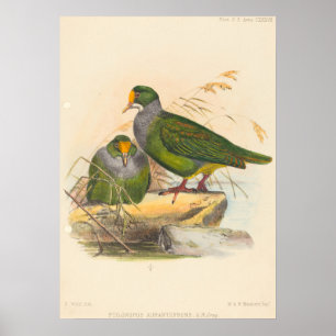 Twee vogels (Ptilonopus Auranthfrons) door Joseph Poster
