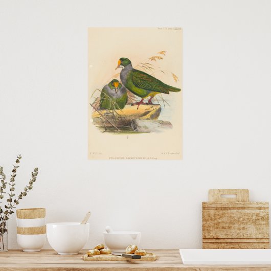 Twee vogels (Ptilonopus Auranthfrons) door Joseph Poster (Keuken)