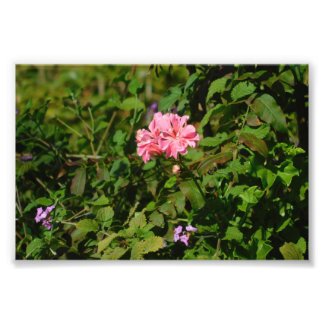 Twee voor één foto afdruk