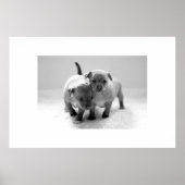 Twee voor één poster (Voorkant)