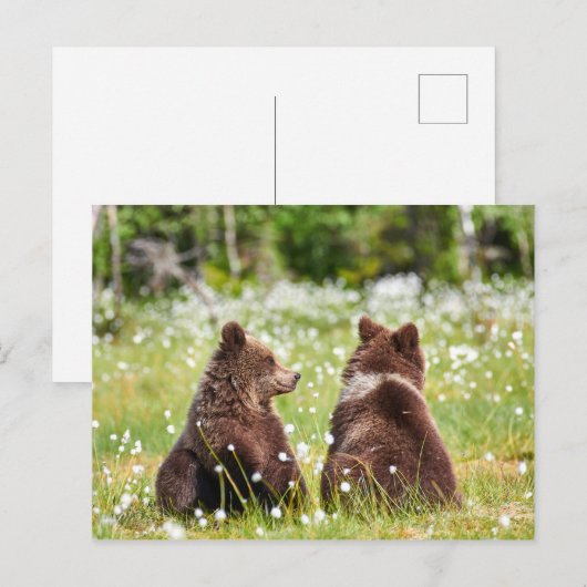 Twee vriend beren briefkaart (Voorkant / Achterkant)