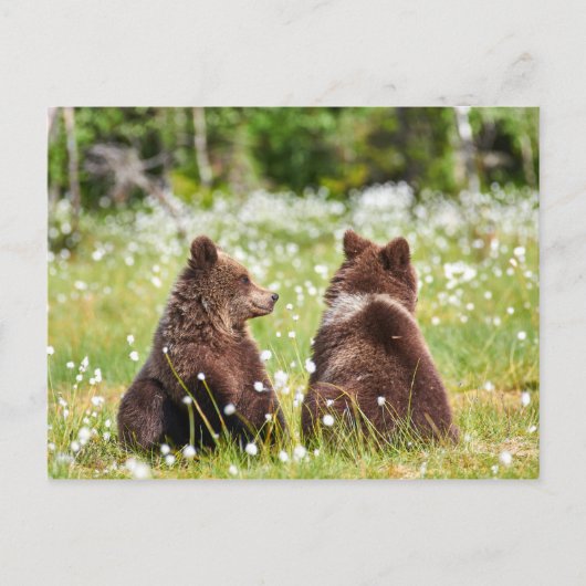 Twee vriend beren briefkaart (Voorkant)