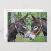 Twee vriendschappelijke ezels briefkaart (Voorkant / Achterkant)
