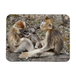 Twee vrouw gouden apen met pasgeborenen magneet