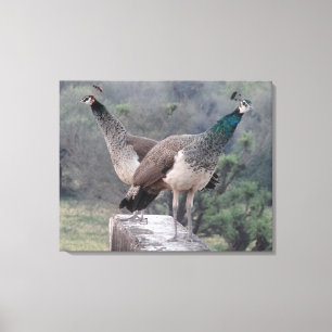 Twee Vrouw peafowls poseren sierlijk fotografie Canvas Afdruk