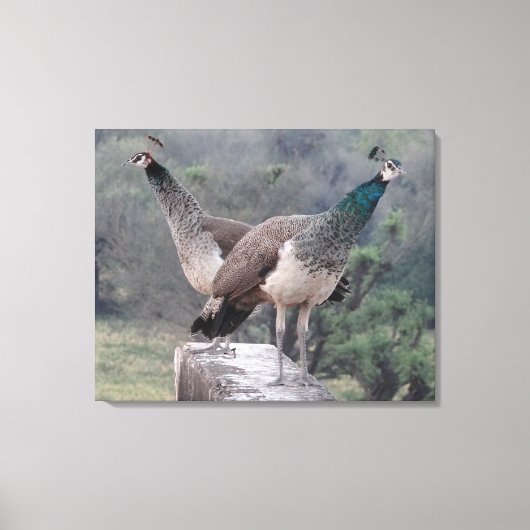 Twee Vrouw peafowls poseren sierlijk fotografie Canvas Afdruk (Voorkant)