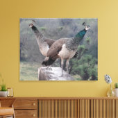Twee Vrouw peafowls poseren sierlijk fotografie Canvas Afdruk (Insitu (Woonkamer))