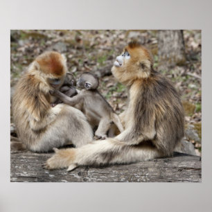 Twee vrouwelijke Gouden Monkeys met pasgeborenen Poster