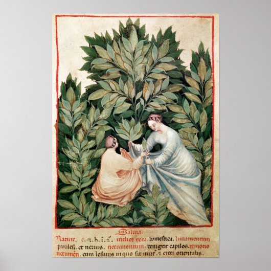 Twee vrouwen plukken sage uit 'Tacuinum' Poster (Voorkant)