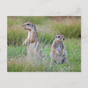 Twee waarschuwende Ground Squirrels, Jamestown Dis Briefkaart