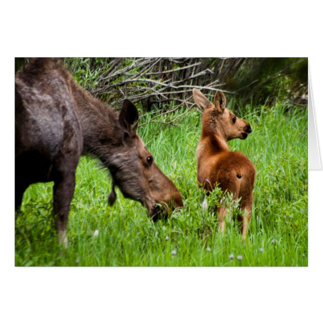Twee waarschuwingsmama's en Baby (Voorkant Horizontaal)