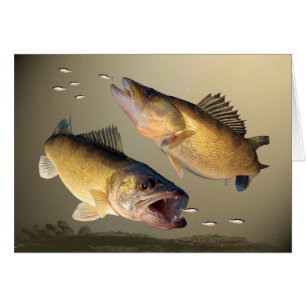 Twee walleye-voedingen