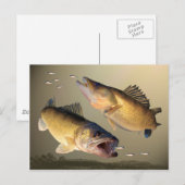 Twee walleye-voedingen briefkaart (Voorkant / Achterkant)