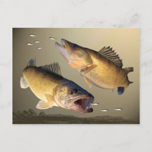Twee walleye-voedingen briefkaart