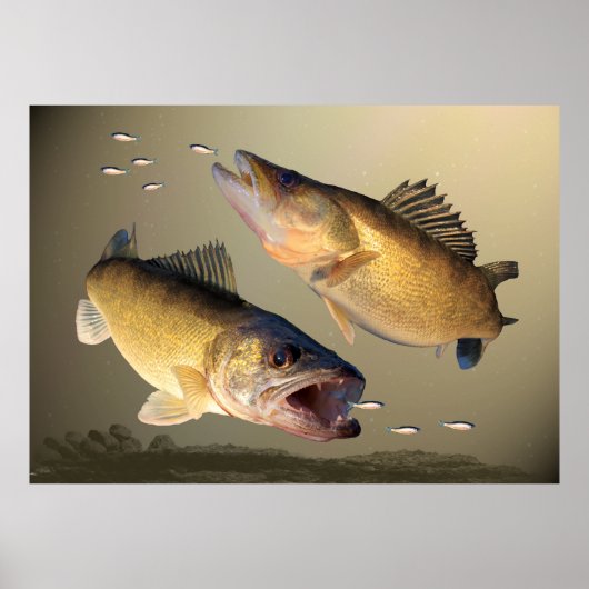 Twee walleye-voedingen poster (Voorkant)