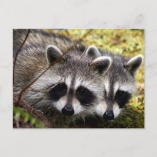Twee wasberen foto Briefkaart