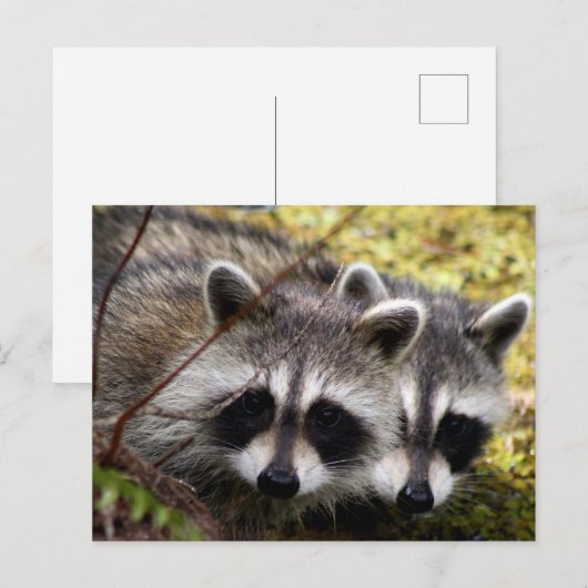 Twee wasberen foto Briefkaart (Voorkant / Achterkant)