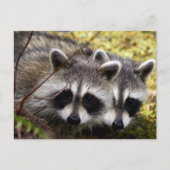 Twee wasberen foto Briefkaart (Voorkant)