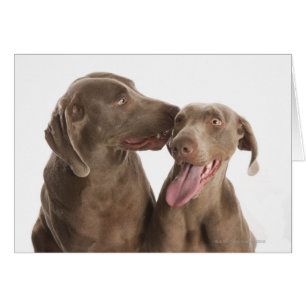 Twee Weimaraners
