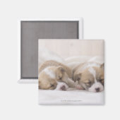 Twee Welsh Corgi Slaping Magneet (Voorkant / Achterkant)
