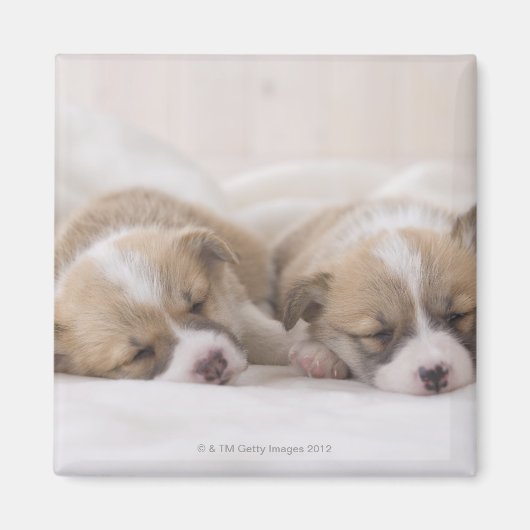 Twee Welsh Corgi Slaping Magneet (Voorkant)