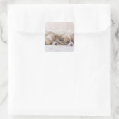 Twee Welsh Corgi Slaping Vierkante Sticker (Tas)