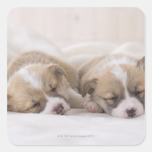Twee Welsh Corgi Slaping Vierkante Sticker (Voorkant)