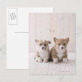 Twee Welsh Corgi-vergaderingen Briefkaart (Voorkant / Achterkant)