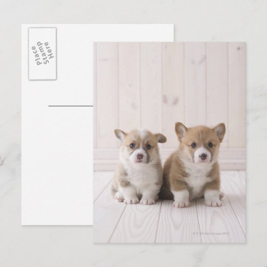 Twee Welsh Corgi-vergaderingen Briefkaart (Voorkant / Achterkant)