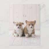 Twee Welsh Corgi-vergaderingen Briefkaart (Voorkant)