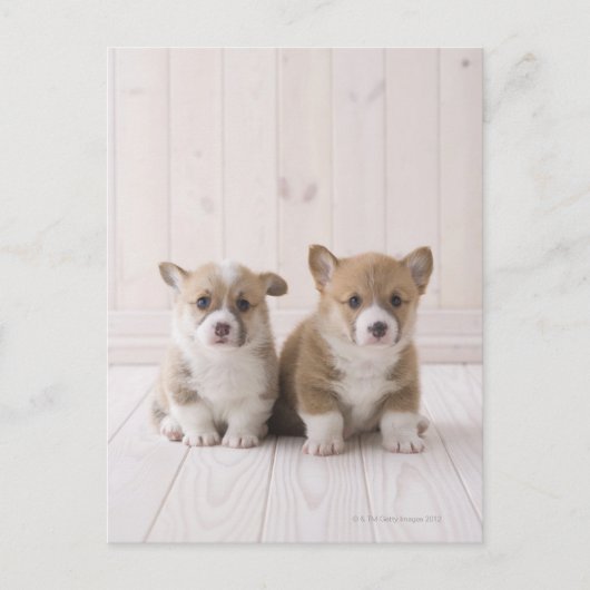 Twee Welsh Corgi-vergaderingen Briefkaart (Voorkant)