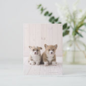Twee Welsh Corgi-vergaderingen Briefkaart (Staand voorkant)