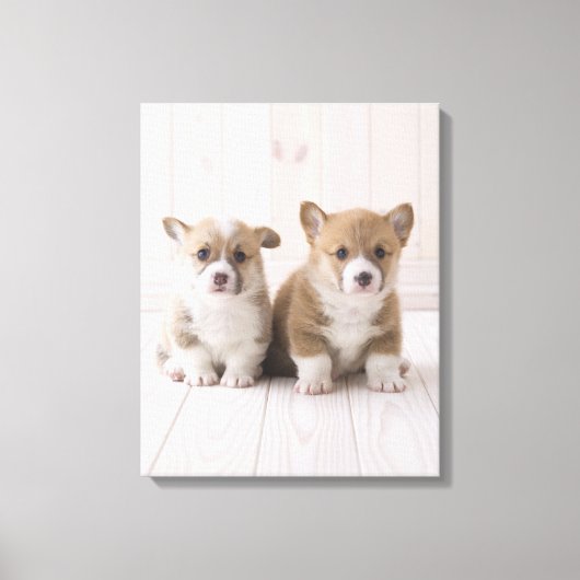 Twee Welsh Corgi-vergaderingen Canvas Afdruk (Voorkant)